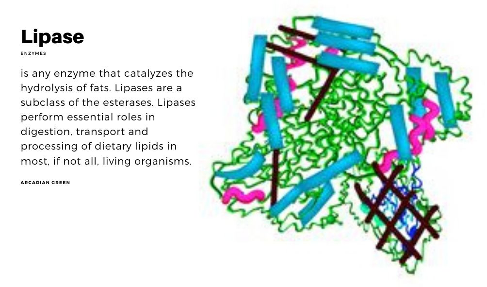 Enzymes Lipase เอนไซม์ไลเปซ